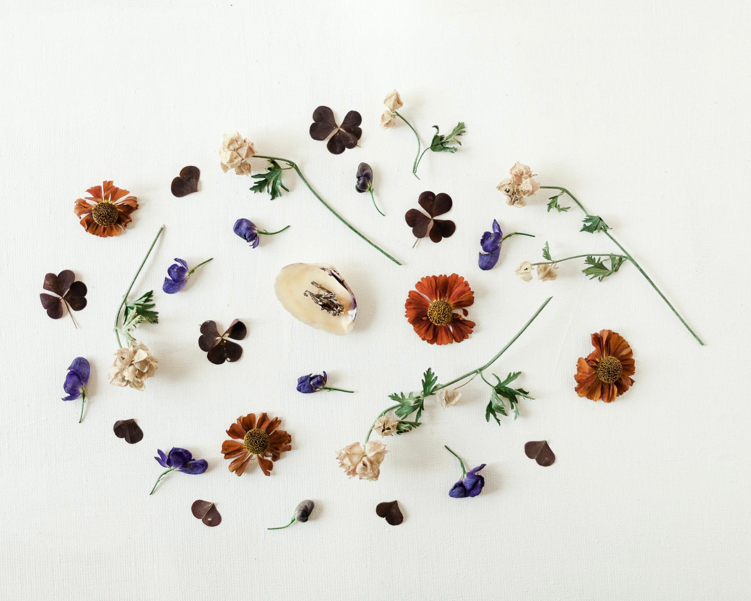 BOTANICA COLLECTION